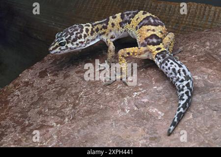 Eublepharis ist eine Gattung von Landgeckos, die in Ost- und Südwest-Asien beheimatet sind und auch Leopardengeckos genannt werden. Fotografiert in Reasi, Jammu. Stockfoto