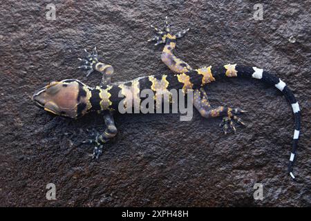 Hemidactylus maculatus, auch bekannt als der gefleckte Blattzehen-Gecko oder Riesengecko, ist eine Art von großen Gecko, die in den westlichen Ghats von in gefunden wird Stockfoto