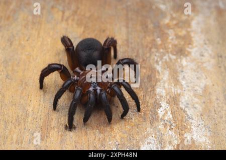 Idiops bombayensis, Bombay Falltür Spider. Falltürspinnen bauen Höhlen mit einer korkähnlichen Falltür aus Erde, Vegetation und Seide. Foto Stockfoto