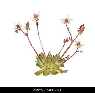 Sternenhimmel - Steinbrech Saxifraga Stellaris Stockfoto