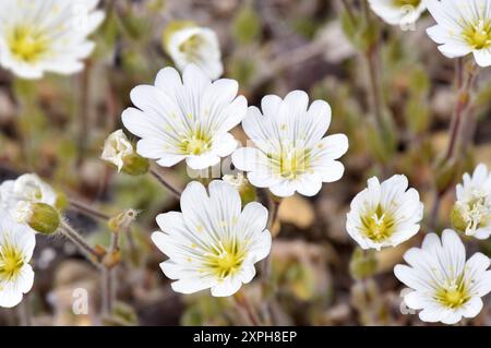 Alpine Mouse-Ear - Cerastium alpinum Stockfoto