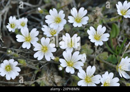 Alpine Mouse-Ear - Cerastium alpinum Stockfoto