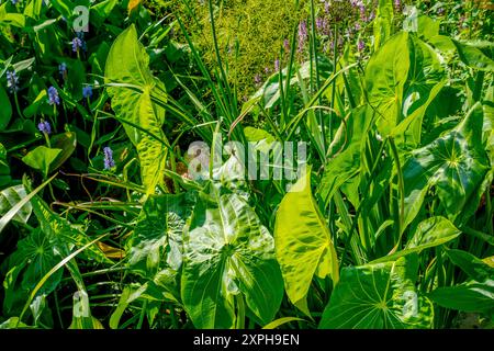 Schöne Blätter von breitblättrigen Pfeilspitzen (Sagittaria latifolia) Stockfoto