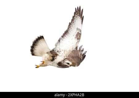 Raubvogel, raubeiniger Bussard im Flug isoliert auf weiß Stockfoto