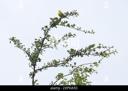 Yellowhammer (Emberiza citrinella) singt oben auf dem Weißdorn (Crataegus monogyna) im Juli 2024 Stockfoto