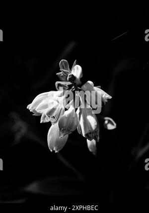 Hostapflanze in Schwarzweiß-Schwarzweiß-Blüte, die auch als Hostas, Kochbananen-Lilien und gelegentlich auch als japanischer Name giboshi bekannt ist Stockfoto