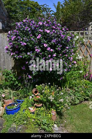 Rosafarbener Hibiskusstrauch mit Blumen Hibiscus Syriacus im kleinen städtischen Garten Brighton Sussex , England , UK Stockfoto