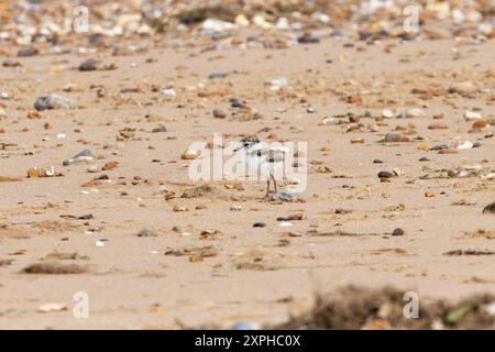 Gemeine Ringelpflüger (Charadrius hiaticula) Pullus-Küken Norfolk Juni 2024 Stockfoto