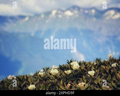 Die kaukasusberge. Rhododendron-Blüten im Vordergrund. Grüne Berggipfel und Wolken auf blauem Himmel auf Hintergrund. Stockfoto