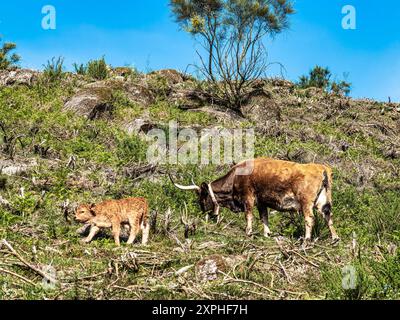 Die Cachena-Kuh im Nationalpark Peneda-Geres in Nordportugal. Es handelt sich um eine traditionelle portugiesische Bergrinderrasse, die sich hervorragend für ihr Fleisch und ihre Tracti eignet Stockfoto