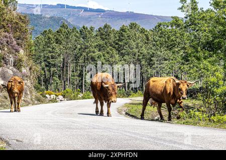 Die Cachena-Kuh im Nationalpark Peneda-Geres in Nordportugal. Es handelt sich um eine traditionelle portugiesische Bergrinderrasse, die sich hervorragend für ihr Fleisch und ihre Tracti eignet Stockfoto
