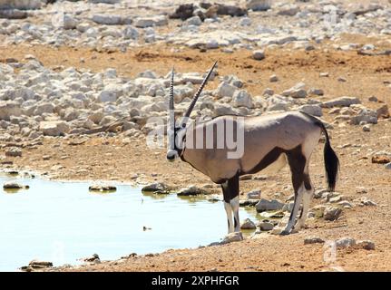 Ein einsamer Gemsbok Oryx mit langen, geraden Hörnern steht neben einem Wasserloch im Etosha-Nationalpark, Namibia Stockfoto