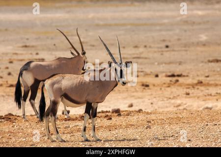 Gemabok oryx - auch bekannt als Beisa Oryx, der auf der trockenen, staubigen Etosha Savanne steht. Stockfoto