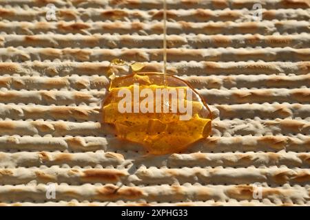 Jüdische Pascha-Matza mit Honig, Nahaufnahme des Fotos Stockfoto