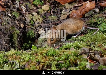 Holzmaus / Langschwanzfeldmaus (Apodemus sylvaticus), die nach der Nahrungssuche in einem Gartenblumenbeet in der Nacht in ihre Höhle gelangt, Wiltshire, Großbritannien, Januar. Stockfoto