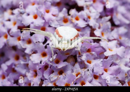 Weibliche Krabbenspinne auf Buddleia Stockfoto