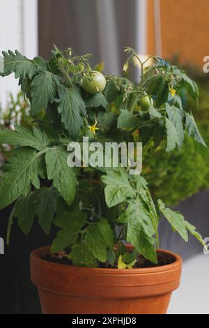 Tomaten in einem Topf auf der Terrasse Stockfoto