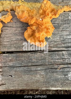 Gelbliche Schaumflocken an der Wand einer alten Holzscheune. Nahaufnahme. Stockfoto