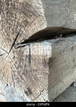 Ende eines alten Holzstämms. Es ist gerissen. Stockfoto