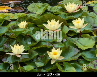 Die Blüten der Nymphaea „Marliacea Chromatella“ blühen inmitten ihrer schwimmenden Blätter auf einem Sommerteich Stockfoto