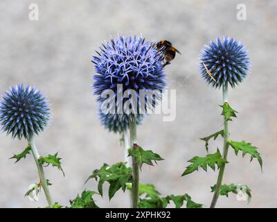 Silbrig blaue Blüten im Kopf der bienenfreundlichen, harten, mehrjährigen Globus-Thistele, Echinops Ritro Stockfoto