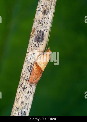 Erwachsen aus der eingeführten Epiphyas postvittana, hellbraune Apfelmotte, ein Blattroller aus Australien Stockfoto