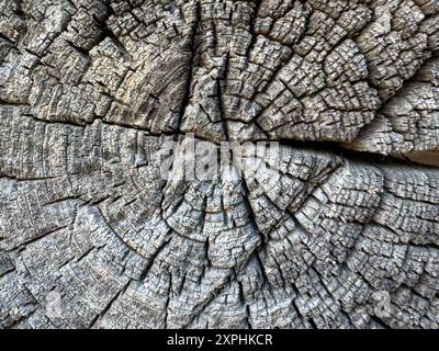 Ende eines alten Holzstämms. Es ist gerissen. Stockfoto