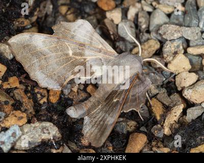 Erwachsene Pappel Hawk Moth, Laothoe populi, ein häufiger Gartenbesucher in Großbritannien Stockfoto