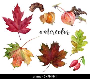 Wunderschöne Aquarellkollektion mit Herbstblättern und verschiedenen Pflanzenwerken Stockfoto