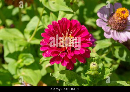 Tiefrosa Zinnia im Garten Stockfoto