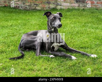 Fergie, ein 9 Monate alter männlicher Whippet. Stockfoto