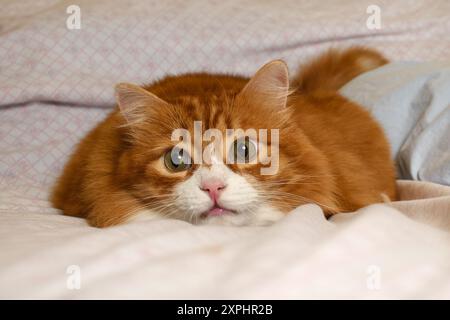 Ingwerkatze liegt im Hinterhalt auf dem Bett, Nahaufnahme Stockfoto