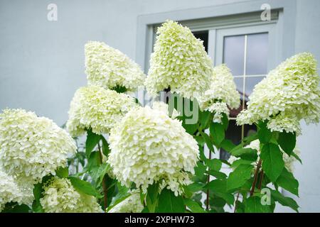Ein Haufen weißer Blumen mit grünen Blättern. Die Blumen sind in einem Garten und in voller Blüte Stockfoto