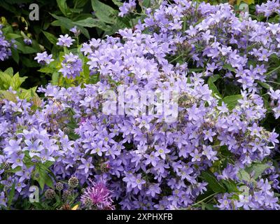 Campanula lactiflora 'Prichard'S Sorte " Stockfoto