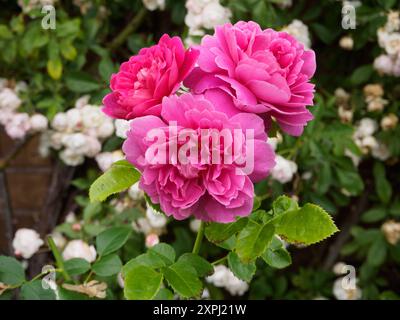 Rosa Prinzessin Anne Stockfoto