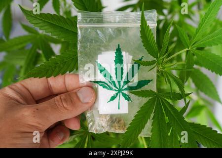 Augsburg, Bayern, Deutschland - 6. August 2024: Ein Beutel mit selbst angebautem Marihuana vor einer grünen Cannabispflanze *** ein Beutel mit selbst angebautem Marihuana vor einer grünen Cannabis-Pflanze Stockfoto