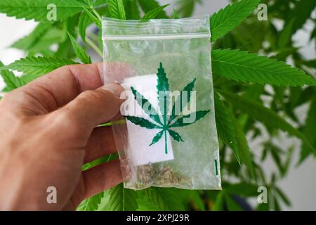 Augsburg, Bayern, Deutschland - 6. August 2024: Ein Beutel mit selbst angebautem Marihuana vor einer grünen Cannabispflanze *** ein Beutel mit selbst angebautem Marihuana vor einer grünen Cannabis-Pflanze Stockfoto