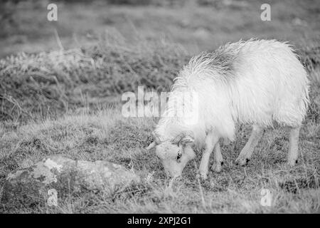 Ein weißes Schaf weidet auf einem Feld. Das Schaf isst Gras und er ist zufrieden. Das Bild hat eine friedliche und ruhige Stimmung, während die Schafe mich genießen Stockfoto