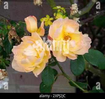 Rosa Der Lerche Steigt Auf Stockfoto