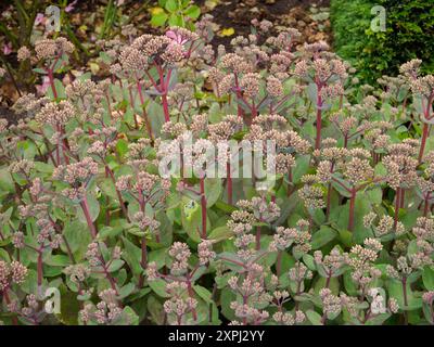 Hylotelephium Matrona Stockfoto