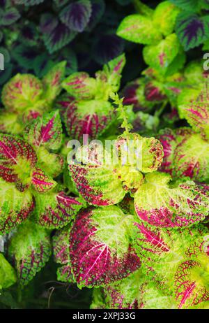 Nahaufnahme der leuchtenden grünen und magentafarbenen Blätter der Coleus-Pflanze Stockfoto