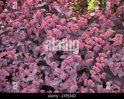 Hylotelephium telephium, lila Kaiser Stockfoto