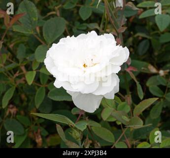 Rosa Susa Williams-Ellis Stockfoto