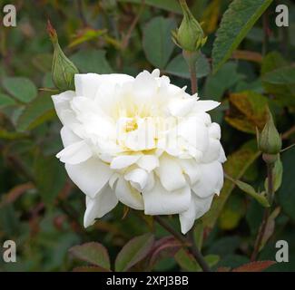 Rosa Susa Williams-Ellis Stockfoto