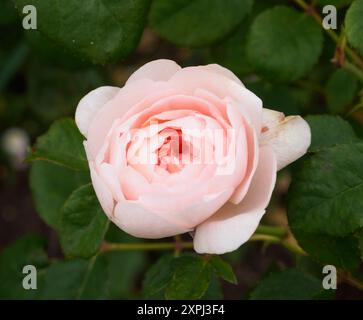 Rosa Königin von Schweden Stockfoto