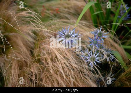 Blume im Gras Stockfoto