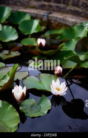 Weiße Seerose Stockfoto