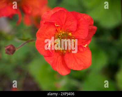 Geum Scarlet Tempest Stockfoto