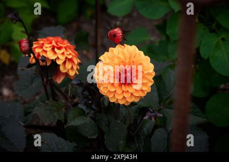rote und gelbe Dahlie Stockfoto