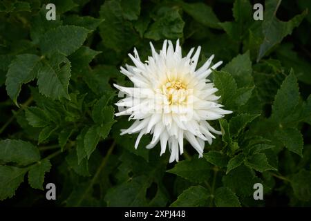 weiße Chrysantheme Blume Stockfoto